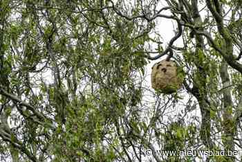 Eerste secundaire nest van Aziatische hoornaar in 2024 ontdekt: “Boodschap is zo snel mogelijk weghalen”