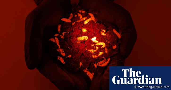 Australian scientists genetically engineer common fly species to eat more of humanity’s waste