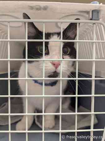 The cat came back: Montreal owners reunite with Indie, feline missing for 8 years