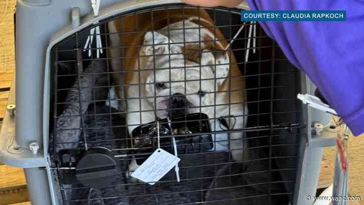 'They lost our dog?!' Hawaiian Airlines flies dog to wrong city