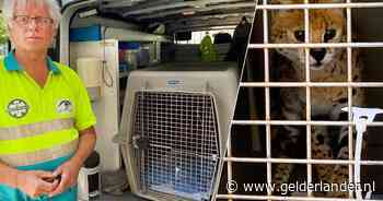 Serval Nala ontsnapt aan dodelijk spuitje dankzij actie van Gerrit: ‘O, wat ben ik blij’