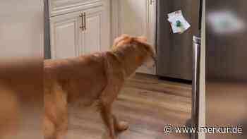 Hund hat „Beef mit einem Magneten“ – TikTok-Community weint vor Lachen