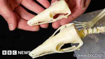 Rare fossils reveal secrets of mammal evolution