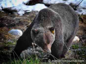 Opinion: Hunting 'bad' bears for sport isn't coexisting with Alberta wildlife