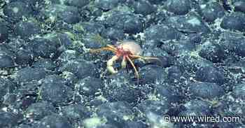 The Mysterious Discovery of ‘Dark Oxygen’ on the Ocean Floor