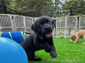 Ability Center seeking puppy raisers for its assistance dog program