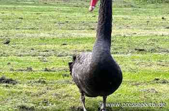 FW Dinslaken: Schwarzschwan gerettet