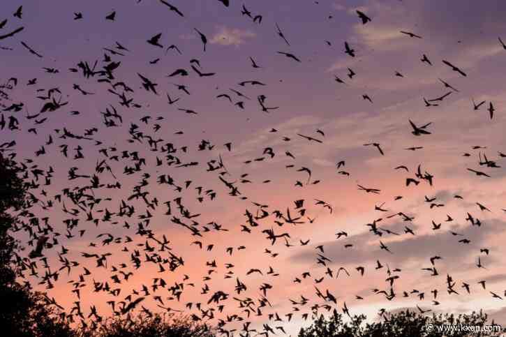 Where to see 1000s of North America's largest swallow species in flight