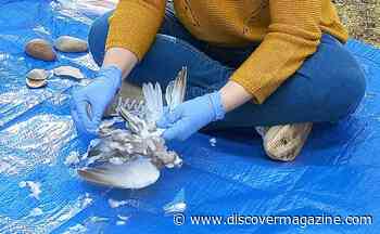 Anthropologists Discover Neanderthal Butchering and Cooking Techniques