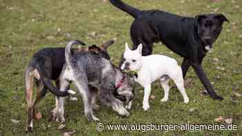 Debatte um Hundeplatz in Egling mutet absurd an