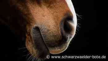 Reiterin stürzt: Holztransporter erschreckt Pferd in Bad Wildbad