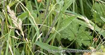 Nature Notes: An end to the soggy weather?