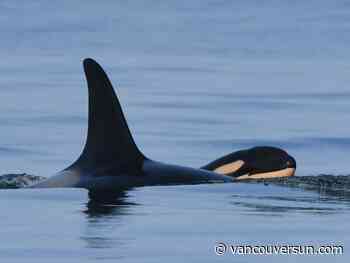 Can B.C.’s southern resident orcas be taken off the path to extinction?