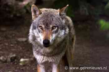 41 schapen doodgebeten door een wolf