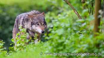 Kommentar: Wolfsburg braucht einen eigenen Wolf-Experten
