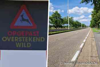 Het is paartijd bij de reeën, dus opgelet voor overstekend wild: “Wees extra alert”