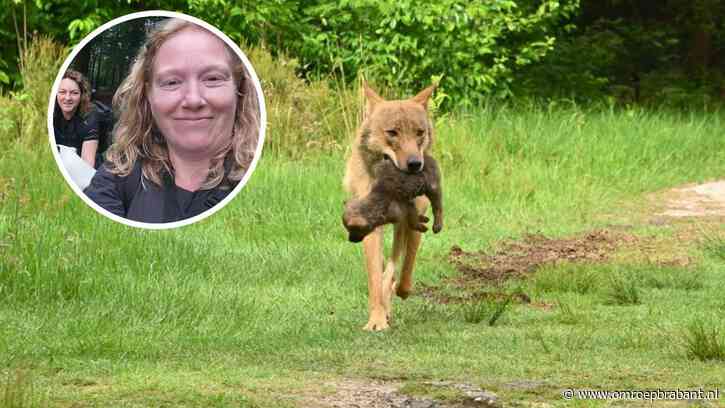 Fotografen legden beruchte wolf al weken geleden vast en hekelen provincie