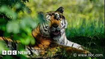 Animal park pays tribute after death of Amur tiger
