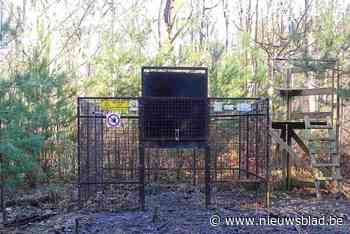 Vandalen vernielen vangkooi voor everzwijnen: “Het camerasysteem werd bewust gesaboteerd”