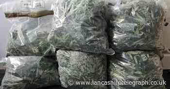 Police seize 99 cannabis plants in Chorley