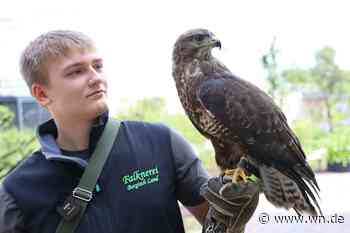 Mäusebussard Justus kommt nach Hause