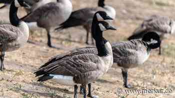 Familie kann ihren Augen nicht trauen – überdimensionaler „Gänsezug“ überquert Straße
