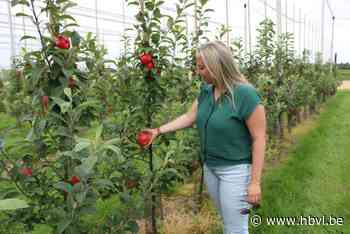 Deze nieuwe appelsoort is al rijp in juli
