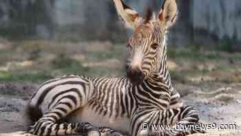 Disney World welcomes birth of 4 zebra foals at Animal Kingdom