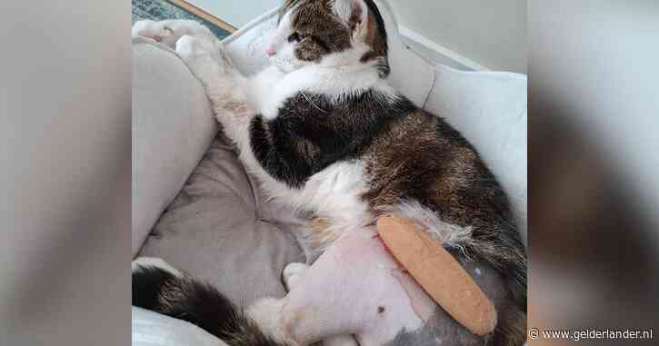 Derde aanval op kat Boetcha dwingt eigenaren Jordy en Maria vakantie af te zeggen: ‘Dit is driedubbel verdrietig’