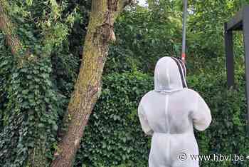 Stad Peer laat secundaire nest van Aziatische hoornaar verdelgen