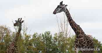 Giraffe at Toronto Zoo dies under anesthesia during castration procedure