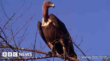 How decline of Indian vultures led to 500,000 human deaths