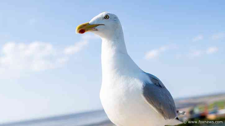 New Jersey man who ripped head off of seagull at pier sparks outrage online: 'Horrible man'