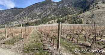 Province to allow B.C. wineries to import grapes after ‘catastrophic’ winter loss