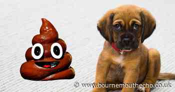 Mounds of dog poo discarded in public places, data shows