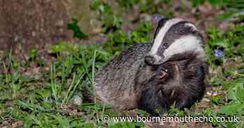 Thousands of Dorset badgers 'marked for slaughter'