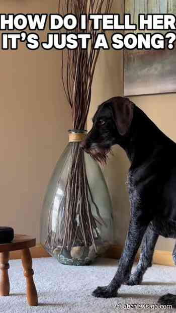 WATCH:  Dog can't stop turning around every time she hears 'Total Eclipse of the Heart'