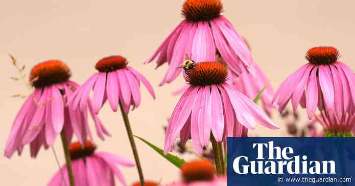 How a plant identification app helped me find happiness and satisfaction