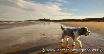 Vet warns all dog owners of jellyfish on UK beaches