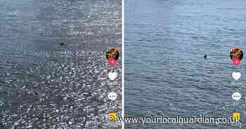 River Thames: Viral TikTok shows 'shark' swimming