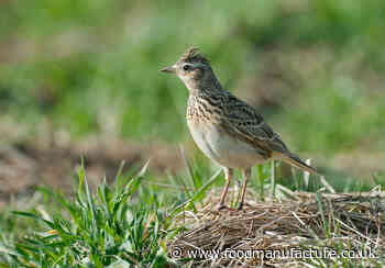AI tech improves biodiversity across Ribena’s blackcurrant farms