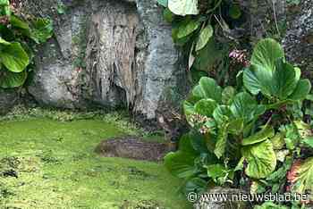 Brandweer redt ree uit vijver