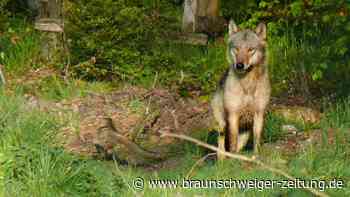 Wölfe? Wolfsburger Halter spricht über Riss seiner Schafe