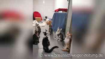 Peiner Tierheim: Wer gibt diesen Katzenkindern ein Zuhause?