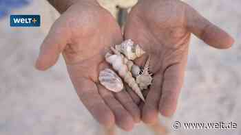 Muscheln, Steine, Leder – Diese Dinge dürfen Sie mitbringen, und das ist verboten