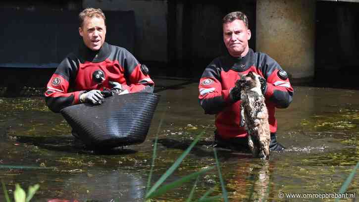 Geschrokken kat gered uit kruipruimte nadat ze dagenlang vermist was