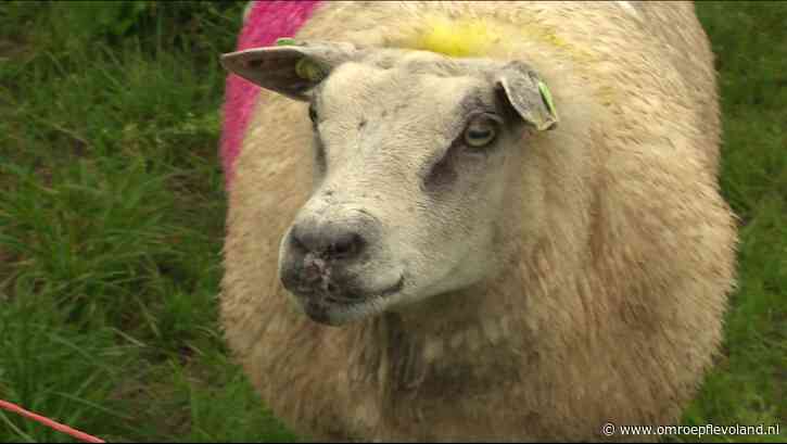Flevoland - Geen blauwtong in Flevoland: 'Maar dat gaat niet lang meer duren'