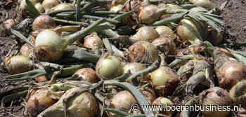 Aanbod pakt de regie op plantuienmarkt