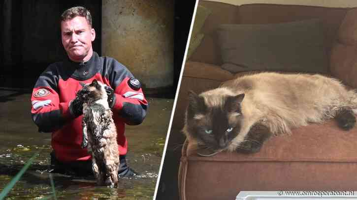 Elmo's baasjes dolblij dat hun kat gered is door de brandweer