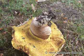 XL-Pilze sorgen für Aufsehen - sind sie giftig?